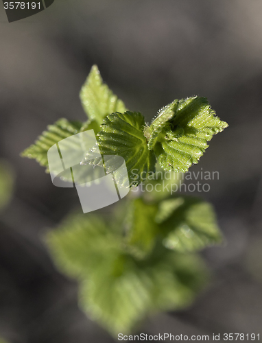 Image of Young raspberry leaves