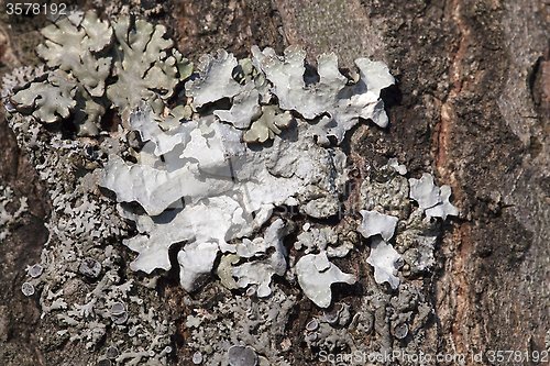 Image of Lichen on a tree