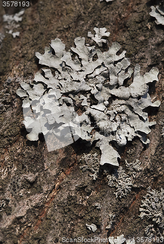 Image of Lichen on a tree