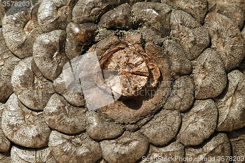 Image of Pine cone, close-up