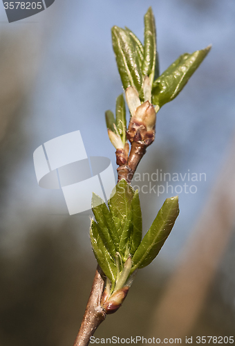 Image of Spring leaves