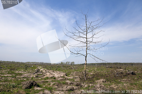 Image of Dead tree in a field