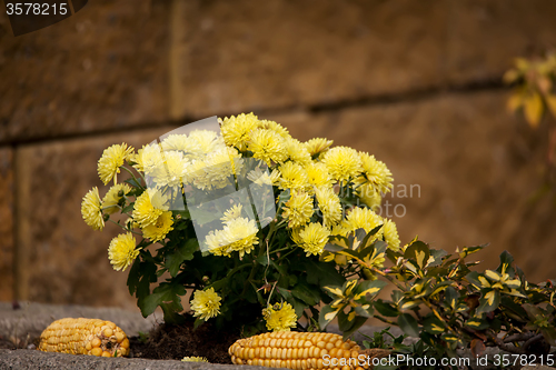 Image of Yellow Chrysanthemum flowers in autumn garden