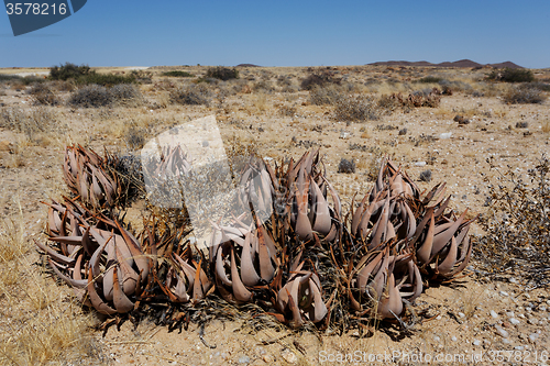 Image of flowering aloe in the namibia desert