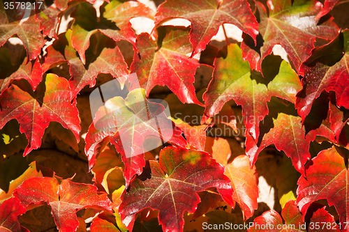 Image of Autumn background