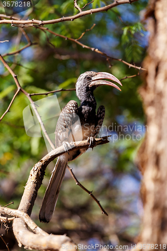 Image of Yellow-billed Hornbill sitting on a branch and rest