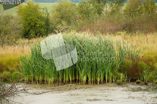 Image of reeds at the pond