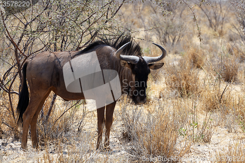 Image of wild Wildebeest Gnu