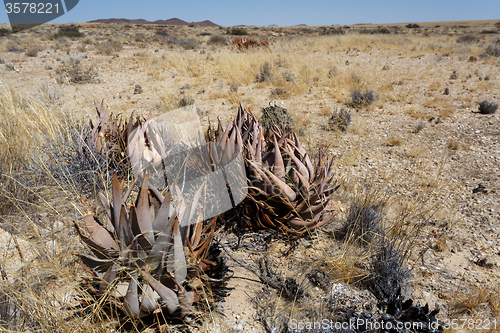 Image of flowering aloe in the namibia desert