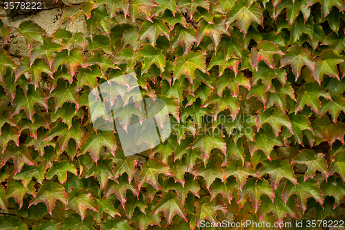 Image of Autumn background