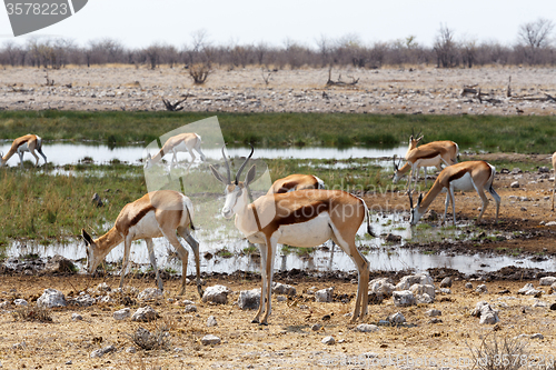 Image of herd of springbok in Etosha