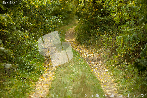 Image of Country road through rich deciduous forest