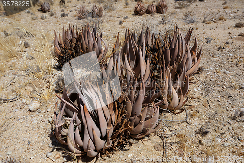 Image of flowering aloe in the namibia desert