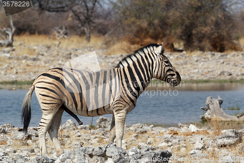 Image of Zebra in african bush on waterhole