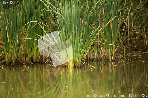 Image of reeds at the pond