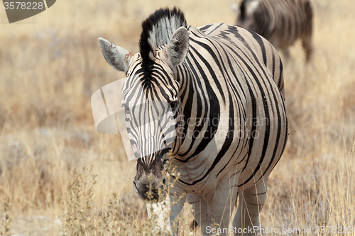 Image of Zebra portrait. Burchell\'s zebra