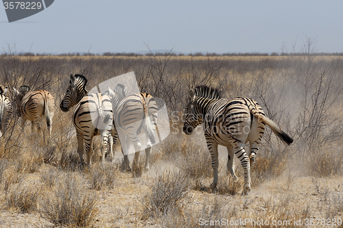 Image of Zebra in african bush