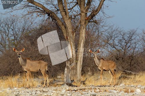 Image of herd of Kudu on way to waterhole