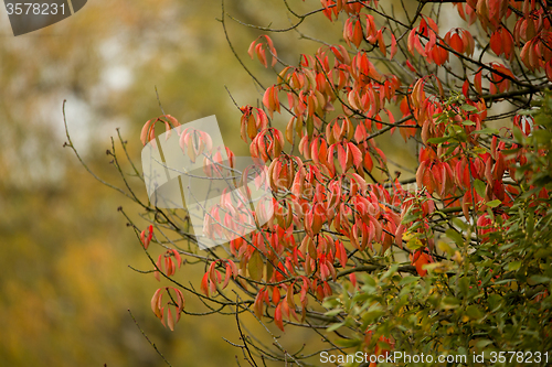 Image of Autumn background