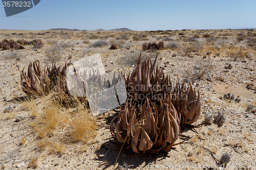 Image of flowering aloe in the namibia desert