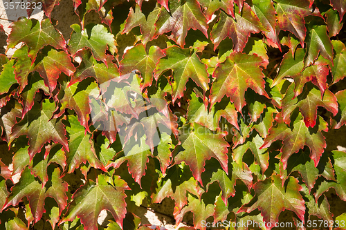 Image of Autumn background