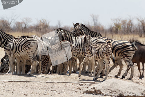 Image of Zebra in african bush