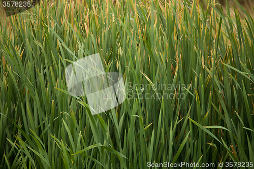 Image of reeds at the pond