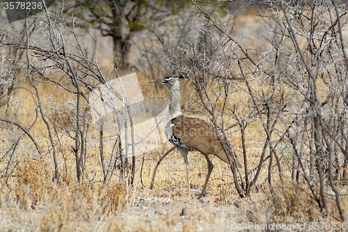 Image of Kori Bustard in african bush