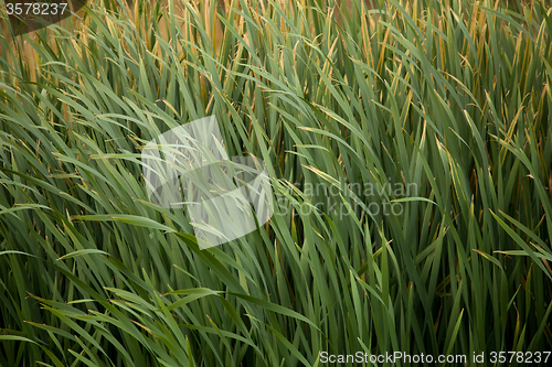 Image of reeds at the pond