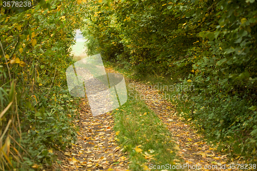 Image of Country road through rich deciduous forest