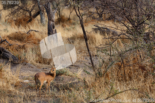 Image of Steenbok, Etosha National Park, Namibia