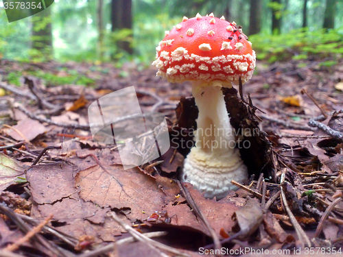 Image of Fall at the forest with a Amanita muscaria fly agaric