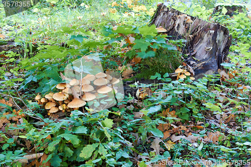 Image of tree stump with mushrooms and moss