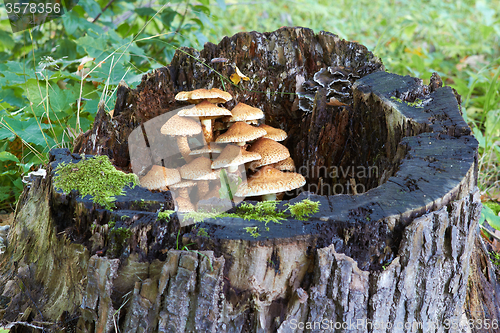 Image of tree stump with mushrooms and moss