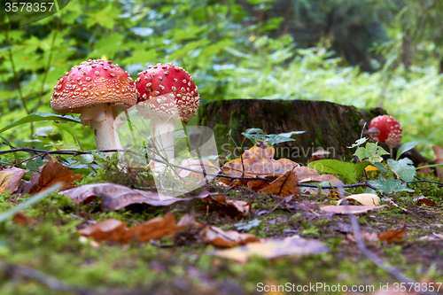 Image of Fall at the forest with a Amanita muscaria fly agaric