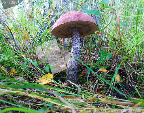 Image of brown cap boletus on the grass in forest