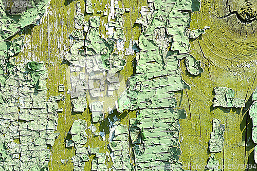 Image of old oak tree bark texture