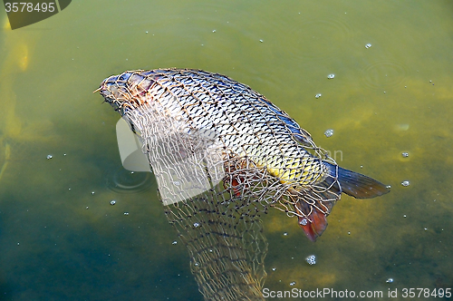 Image of Carp is in the cage in the clear water