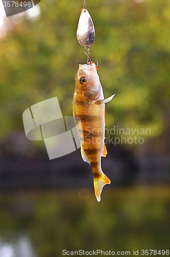 Image of Caught Perch with spinning lure hanging over the water