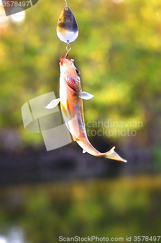 Image of Caught Perch with spinning lure hanging over the water