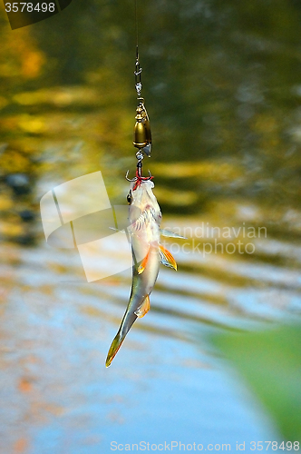 Image of Caught Perch with spinning lure hanging over the water