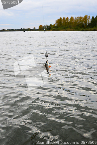 Image of Caught Perch with spinning lure hanging over the water