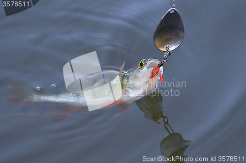 Image of Caught Perch with spinning lure in mouth