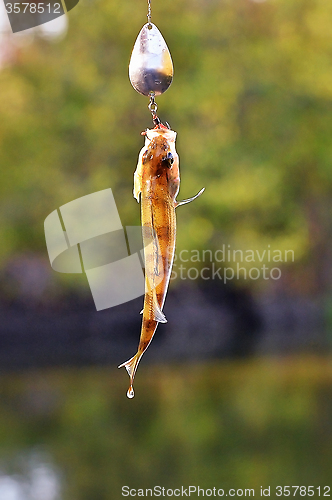 Image of Caught Perch with spinning lure hanging over the water