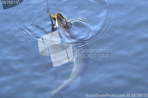 Image of Spinning pike caught on a spoon in his mouth