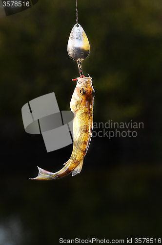 Image of Caught Perch with spinning lure hanging over the water