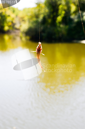 Image of The caught fish hangs on a spinning over water