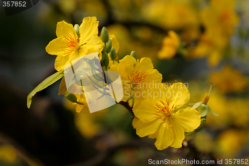 Image of apricot flowers