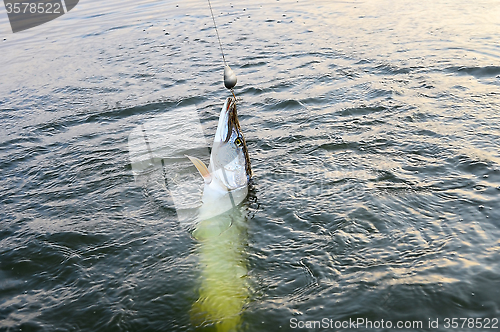 Image of Spinning pike caught on a spoon in his mouth