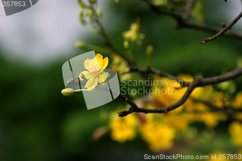 Image of apricot flowers